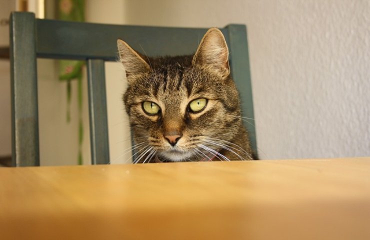 il tuo gatto ha l'abitudine di salire sul tavolo